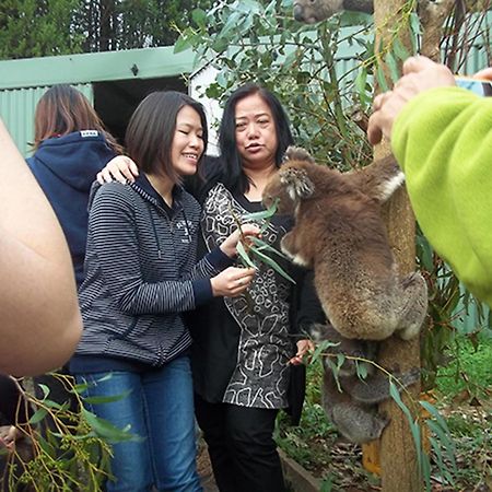 Fauna Australia Wildlife Retreat Lavers Hill Eksteriør bilde