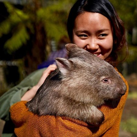 Fauna Australia Wildlife Retreat Lavers Hill Eksteriør bilde
