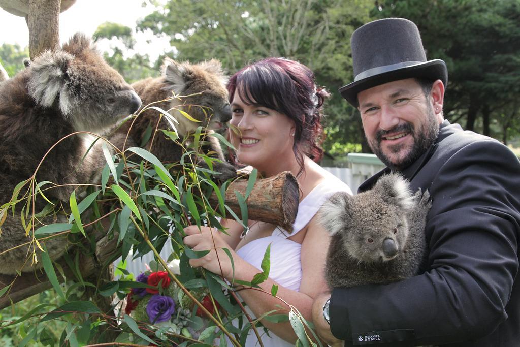 Fauna Australia Wildlife Retreat Lavers Hill Eksteriør bilde