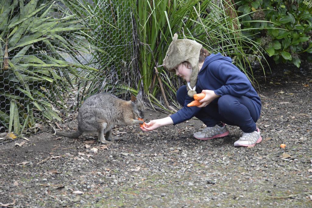 Fauna Australia Wildlife Retreat Lavers Hill Eksteriør bilde