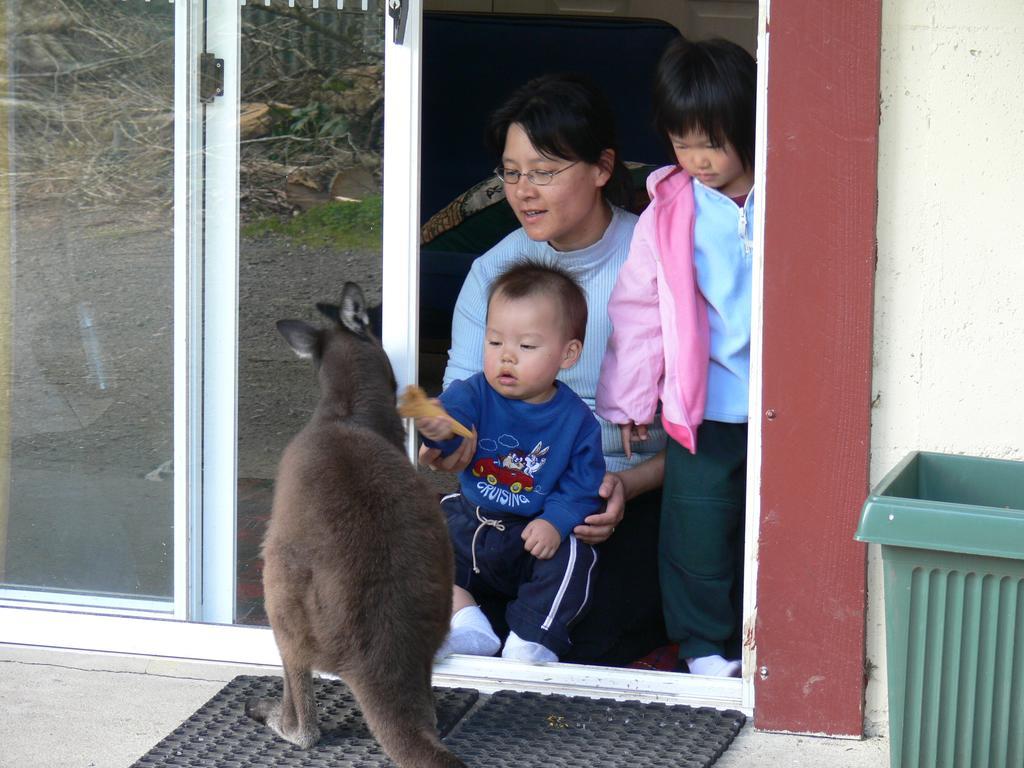Fauna Australia Wildlife Retreat Lavers Hill Eksteriør bilde