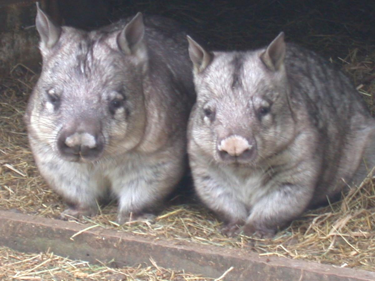 Fauna Australia Wildlife Retreat Lavers Hill Eksteriør bilde