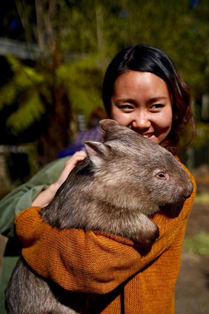 Fauna Australia Wildlife Retreat Lavers Hill Eksteriør bilde