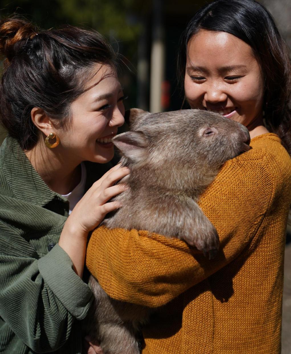 Fauna Australia Wildlife Retreat Lavers Hill Eksteriør bilde