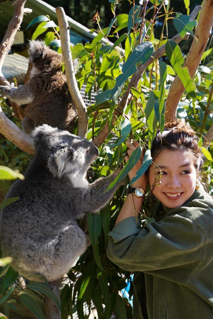 Fauna Australia Wildlife Retreat Lavers Hill Eksteriør bilde
